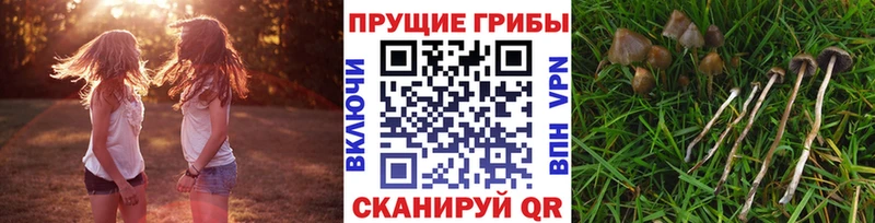 купить   Мышкин  Галлюциногенные грибы прущие грибы 